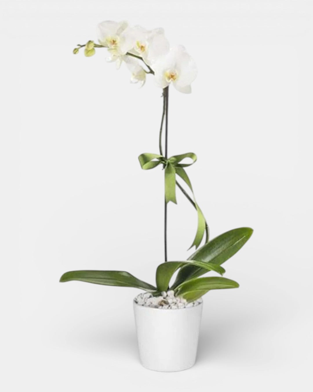 Tek Dal Beyaz Orkide Pure White