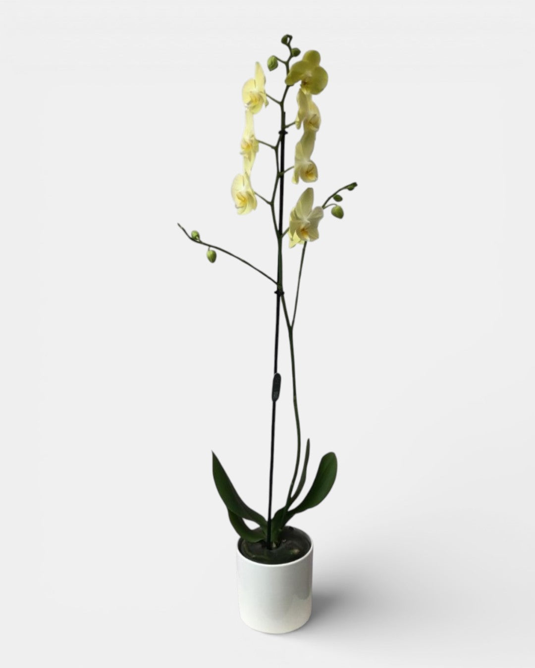 Sarı Orkide Tek Dallı
