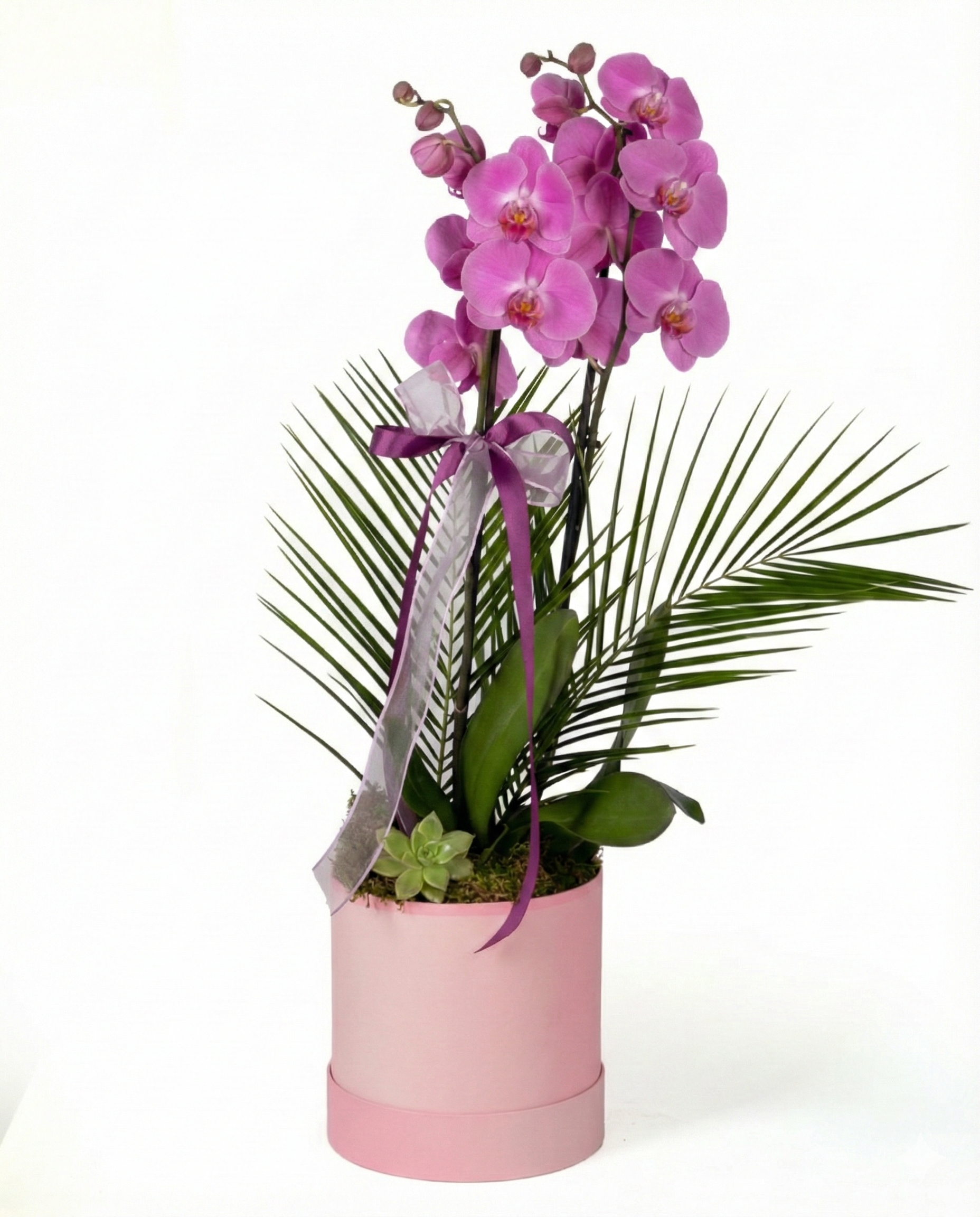 Pembe Kutuda Çift Dal Mor Orkide