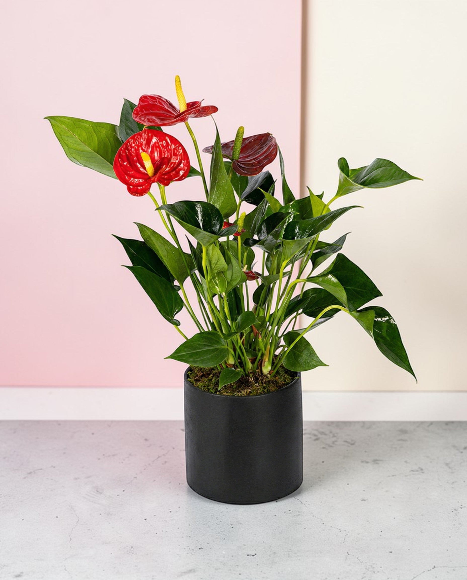 Anthoryum Scarlet Pulse