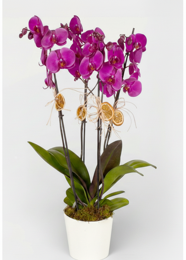 4 Dal Mor Orkide