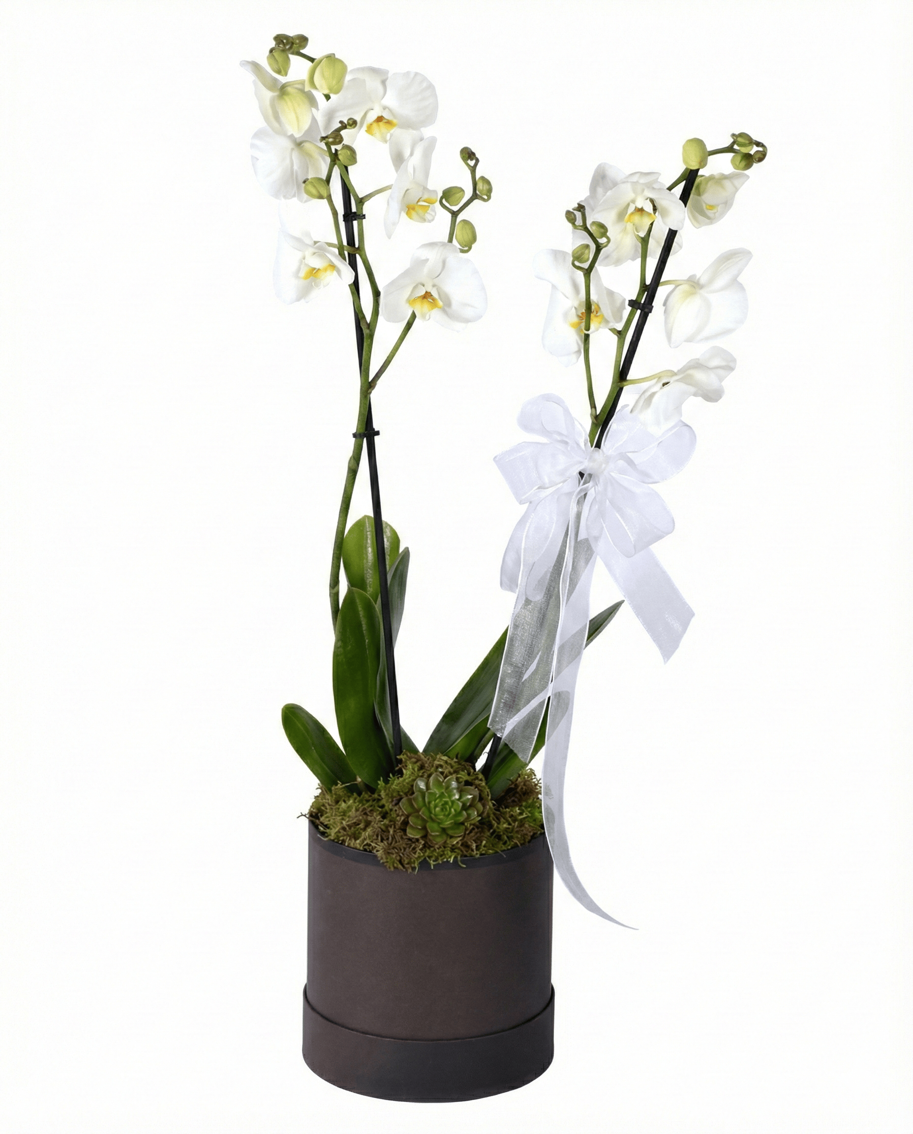 Luniva Çiçek Silindir Kutuda Çift Dal Beyaz Orkide