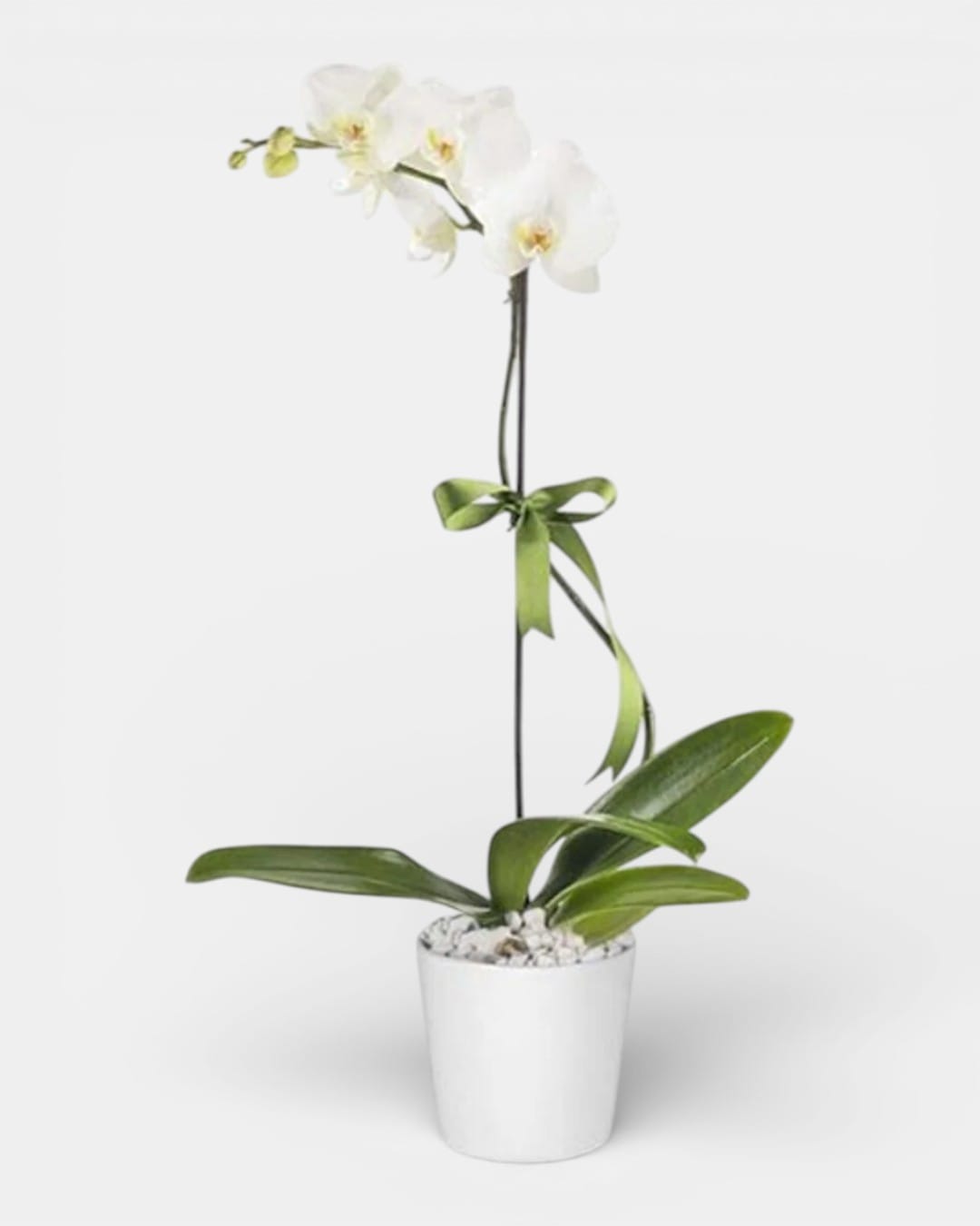 Luniva Çiçek Tek Dal Beyaz Orkide Pure White
