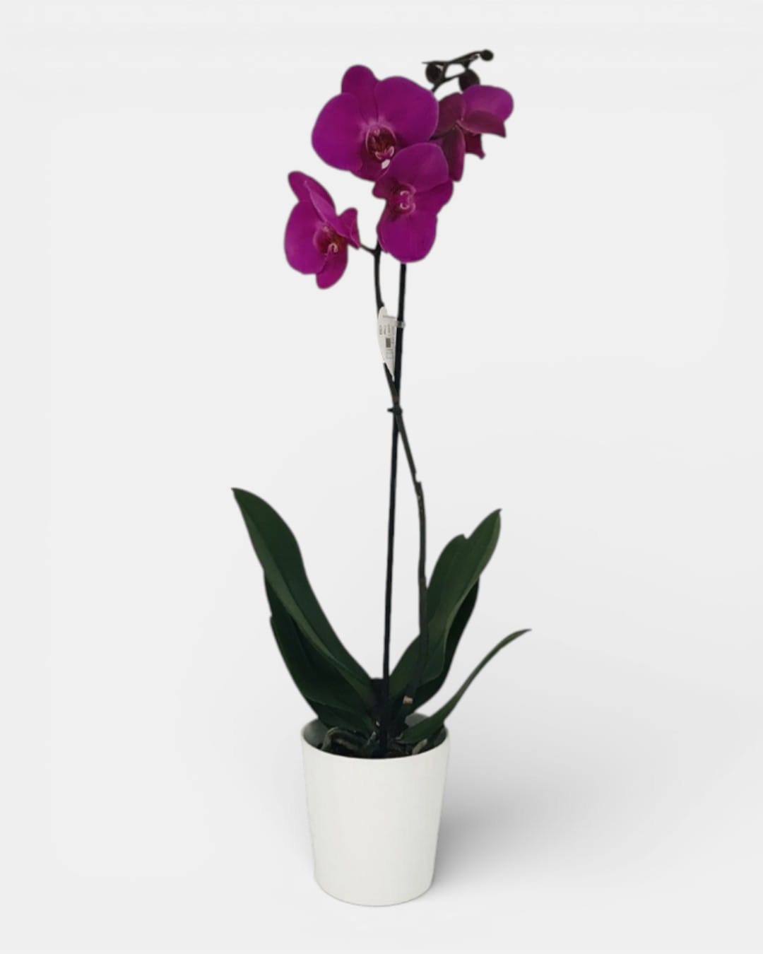 Luniva Çiçek Tek Dal Mor Orkide
