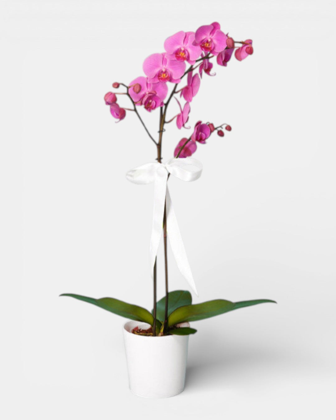 Kırçıllı Fuşya Orkide Tek  Dal