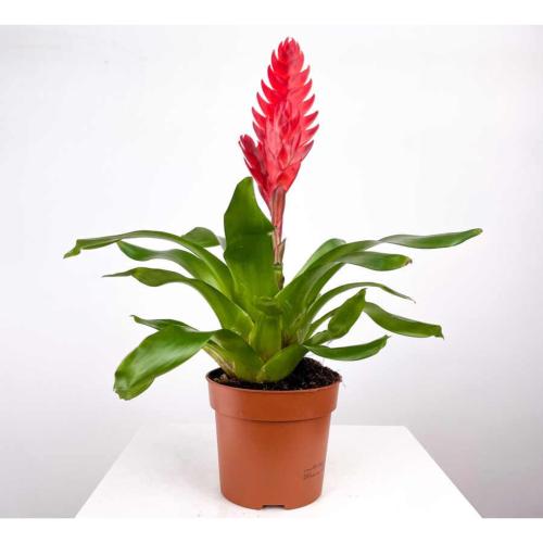 Vrezya Alev Kılıcı Çiçeği Ignis Sword